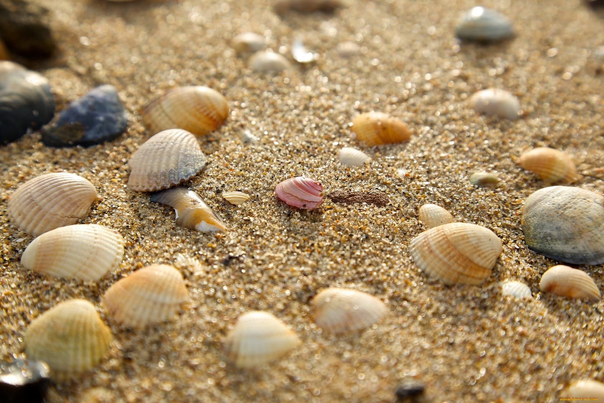 Ракушка на дне. Феодосия ракушечный пляж. Песок с Галькой. Ракушки на песке.